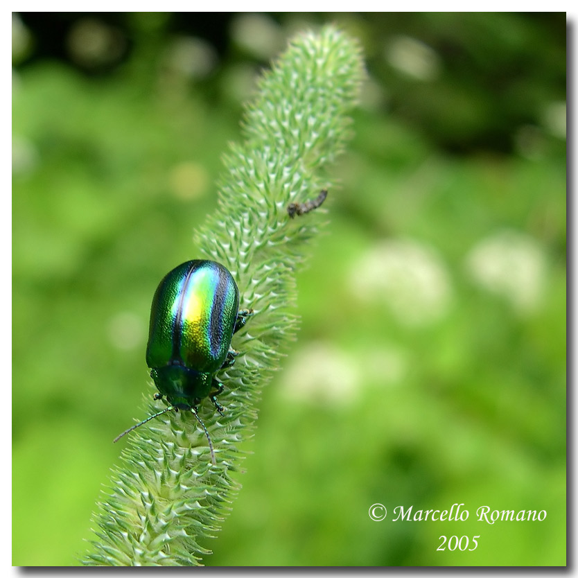 Chrysolina fastuosa dalla Slovenia